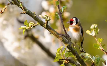 A guide to encouraging wildlife in your garden Image