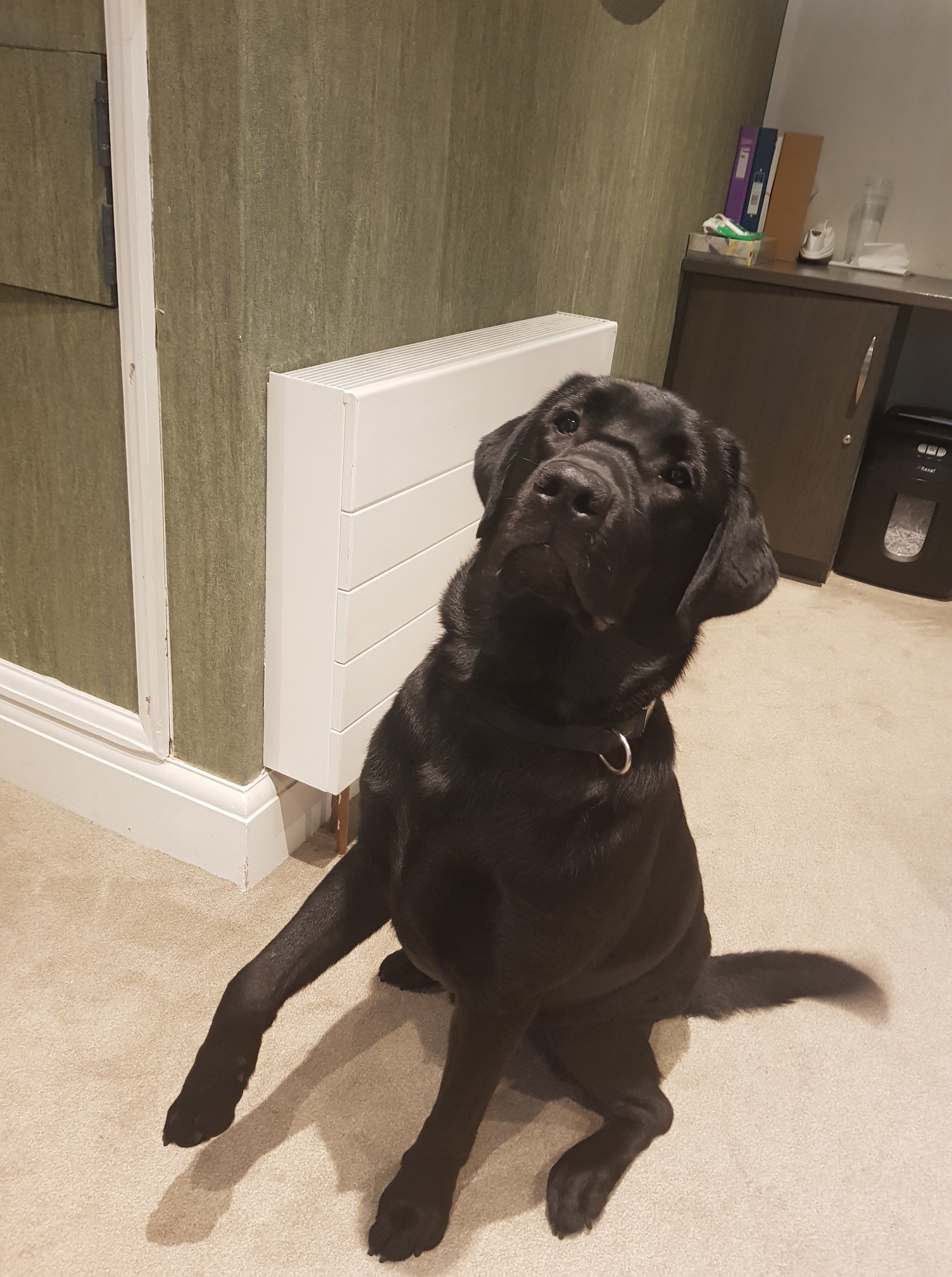 Monty of Bradbury House Image