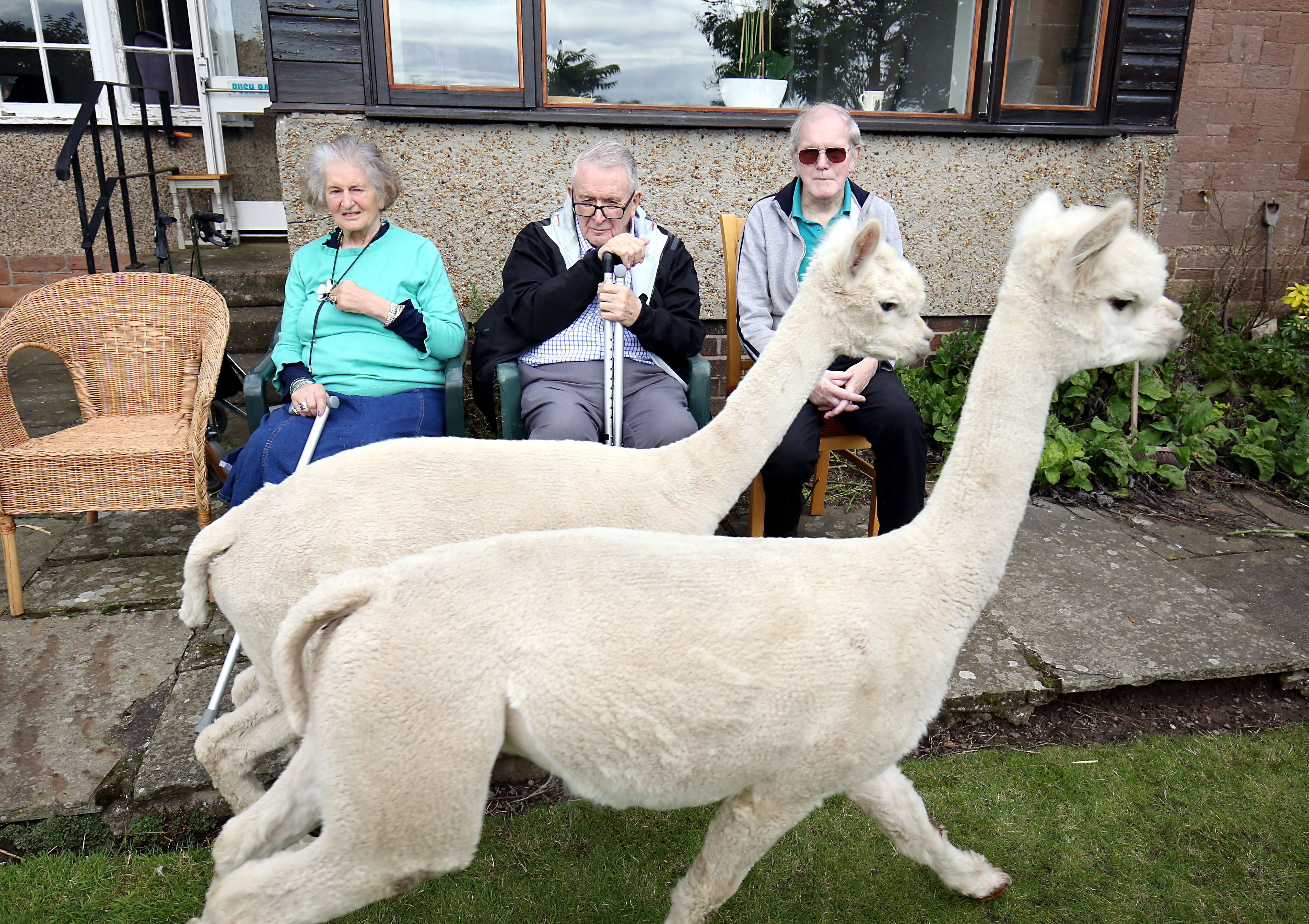 Alpacas become residents at Bamburgh retirement home Image