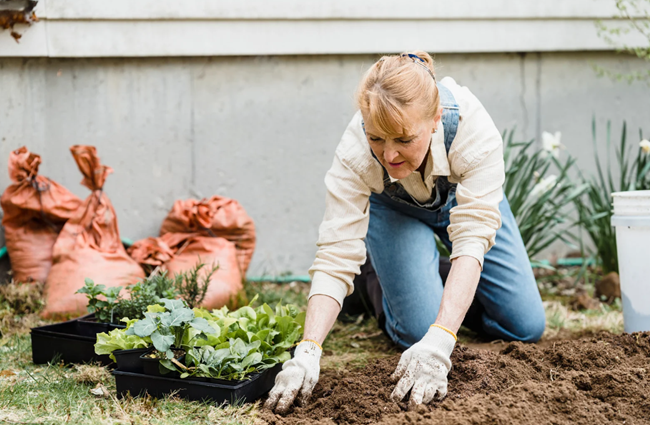 A beginners guide to gardening Image