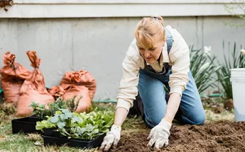 A beginners guide to gardening Image