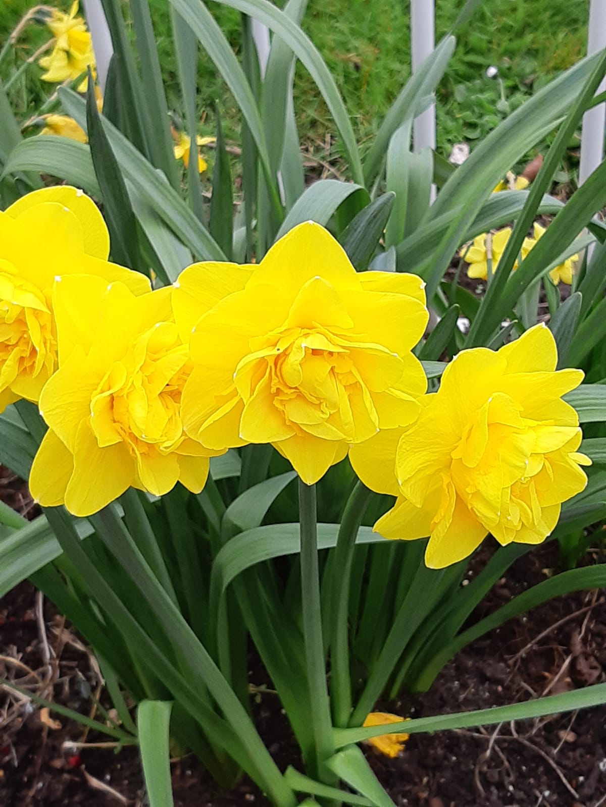 LawnStarter: The Basics of Vertical Gardening Image