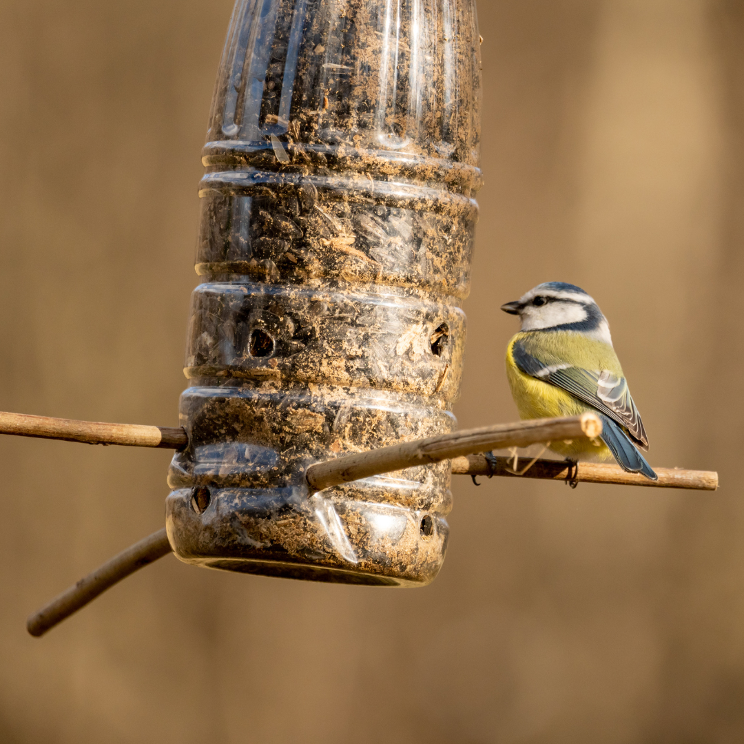 Recycled or Cake Bird Feeder Image