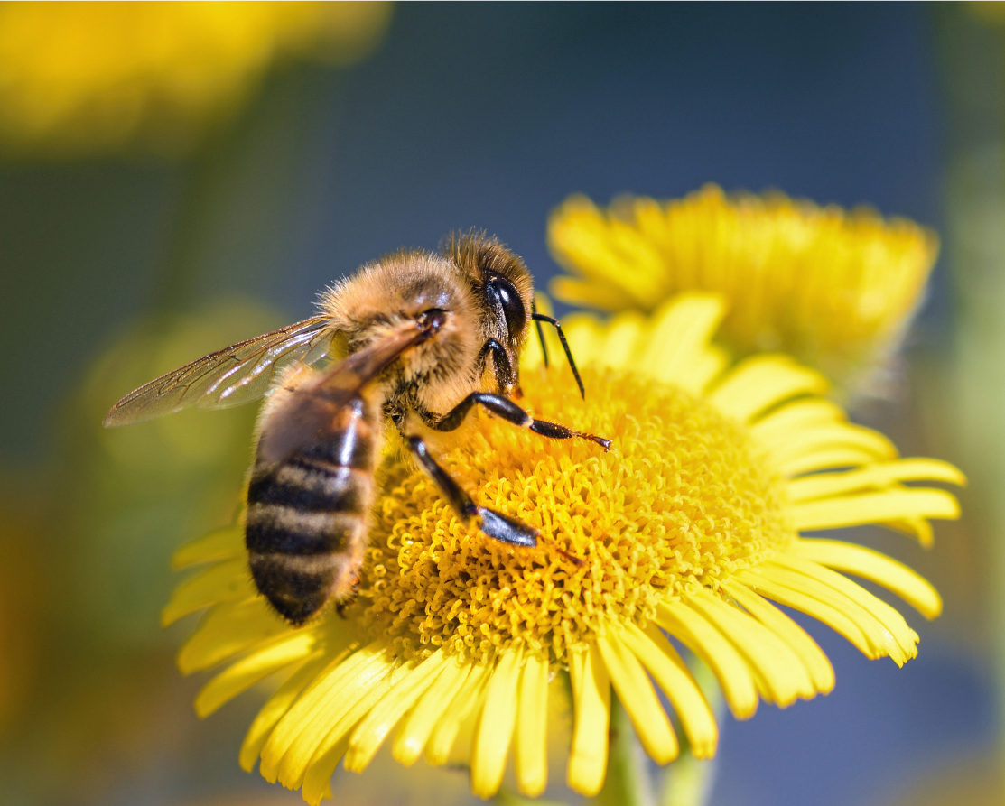 How to encourage bees into your garden Image