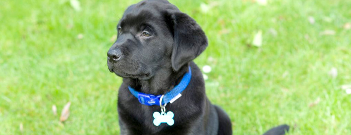 Adorable pet Labrador brings joy to care home residents Image