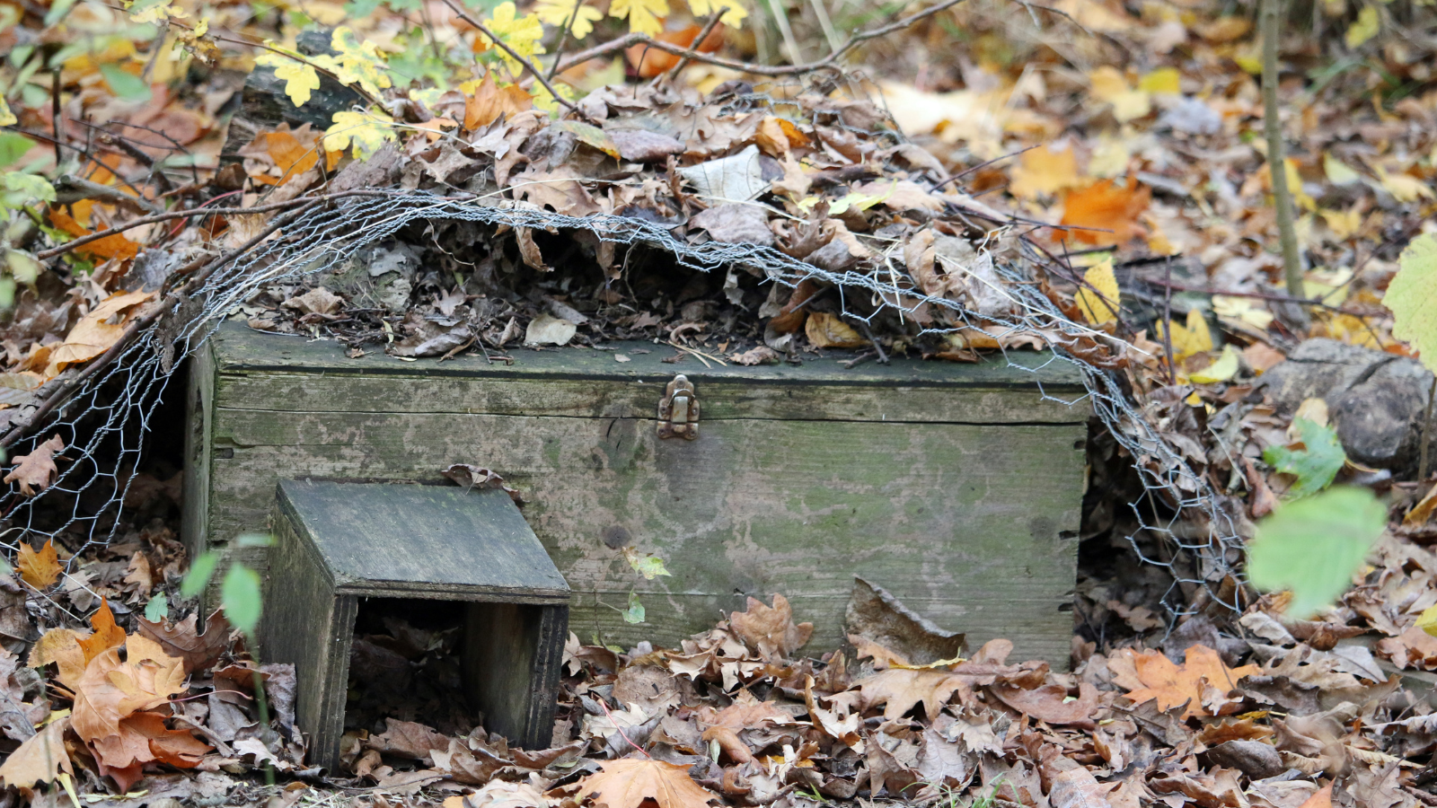 Hedgehog House Image