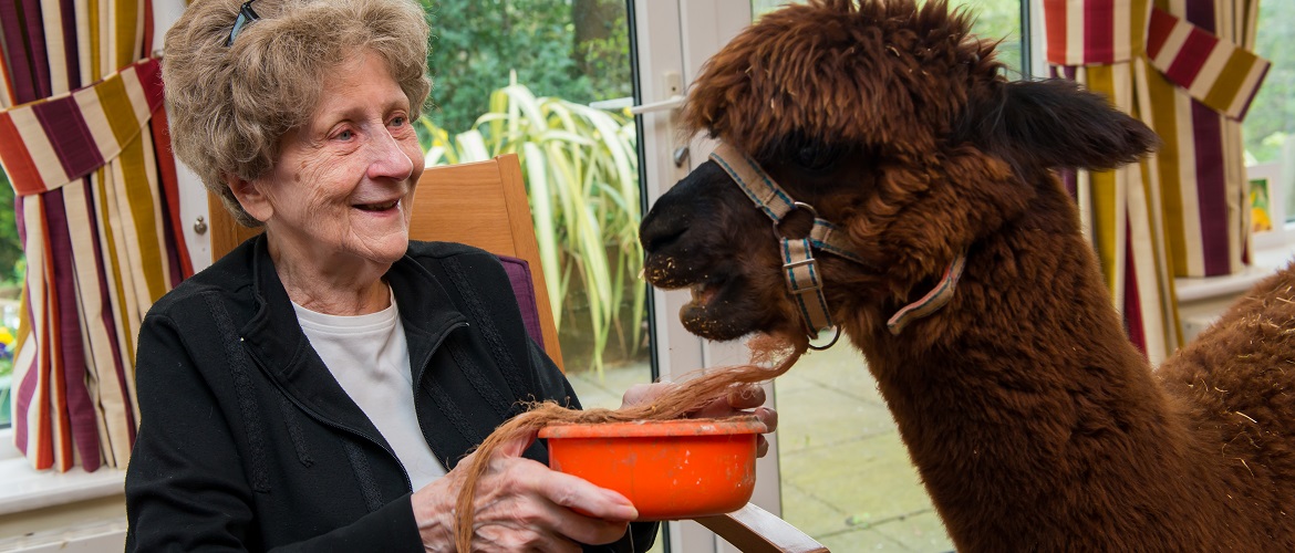 alpacas visiting their local care home