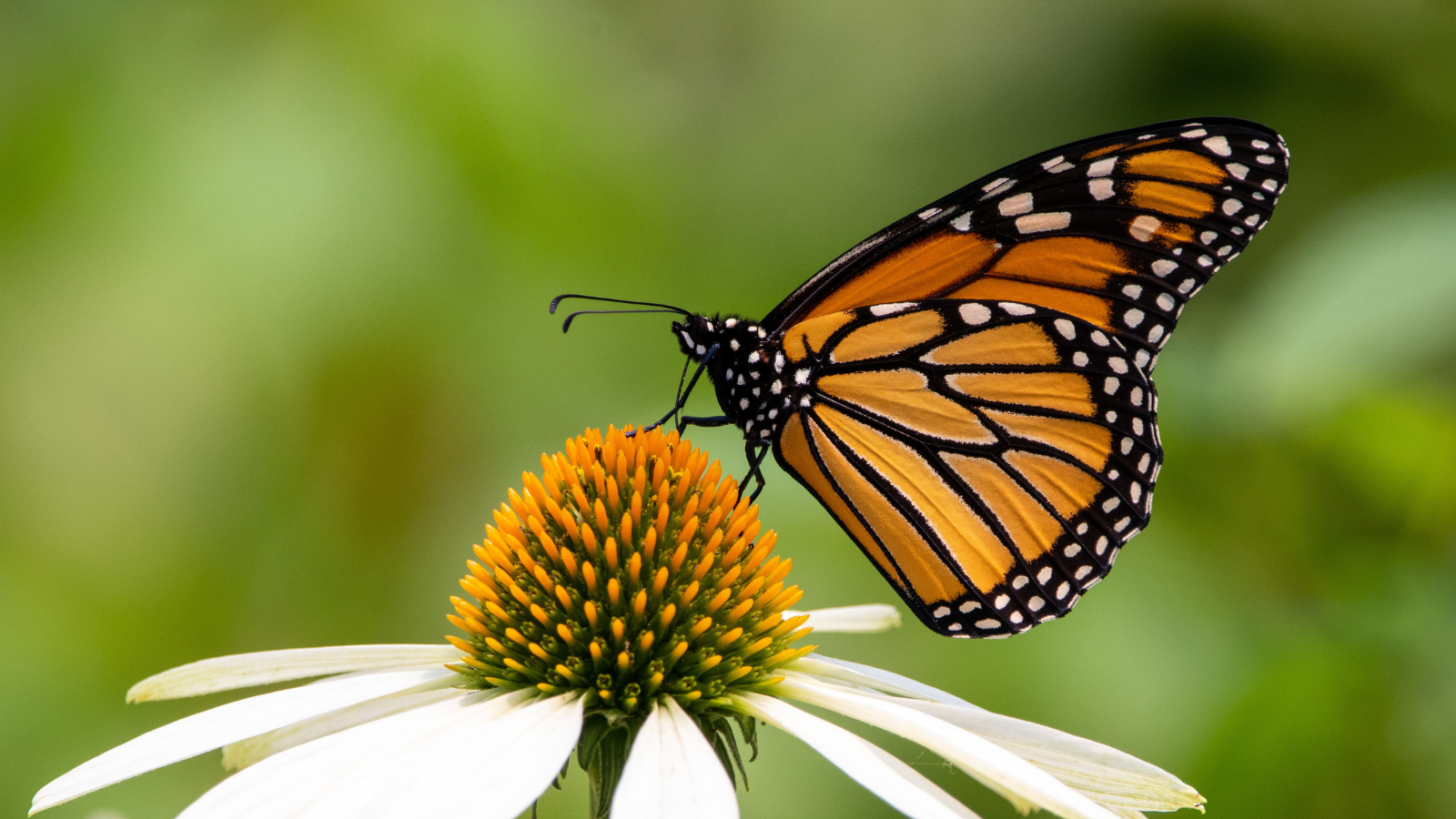 A guide to encouraging wildlife in your garden Image