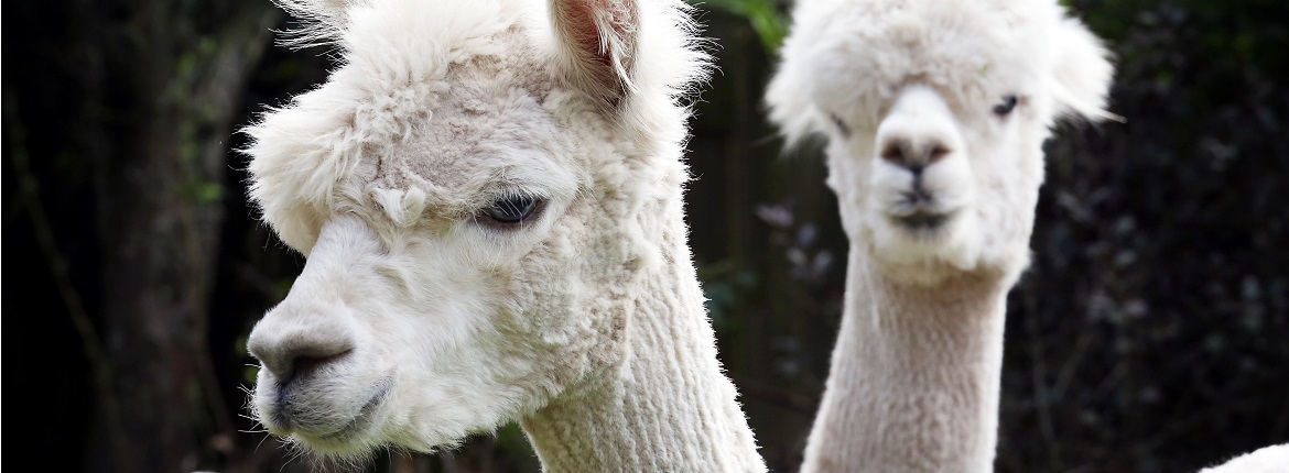 alpacas bringing benefits to bamburgh retirement home